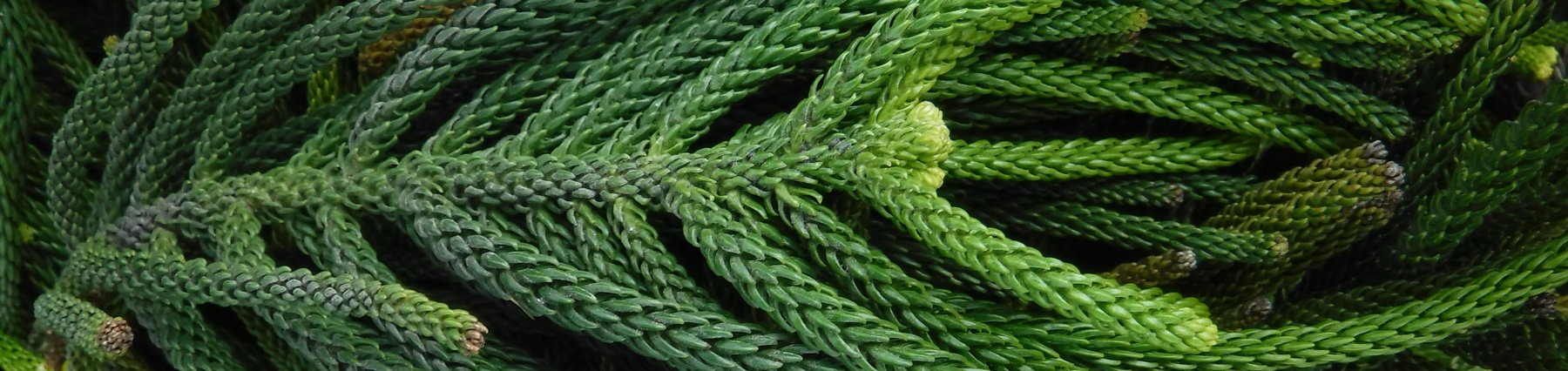 Norfolk Island pine branches, close